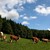 tiere1