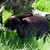 tiere10