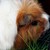 tiere11