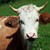 tiere2