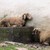 tiere4