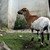 tiere5