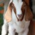 tiere8